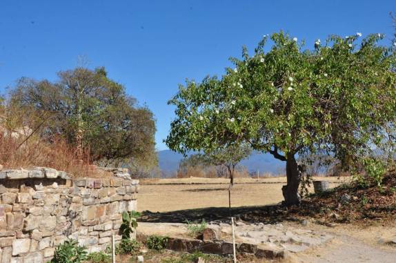 A árvore que deu o nome às ruínas de Monte Albán, ao lado de Oaxaca, no México